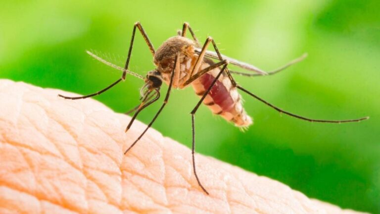 Casos de Dengue aumentan en América indicó la OPS